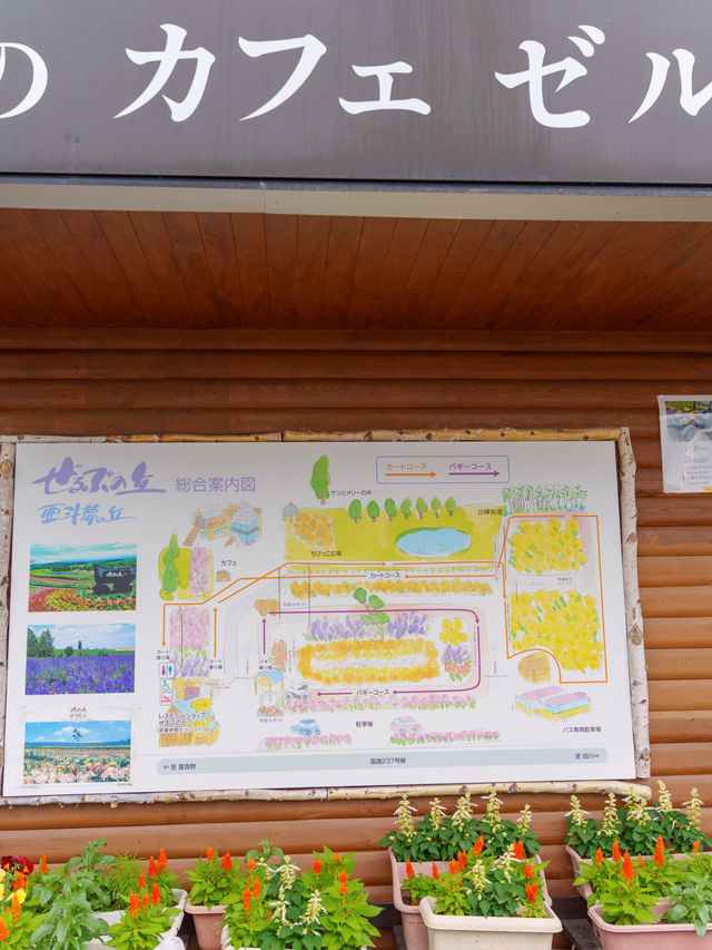 【北海道好去處】美瑛免費入場的薰衣草花田