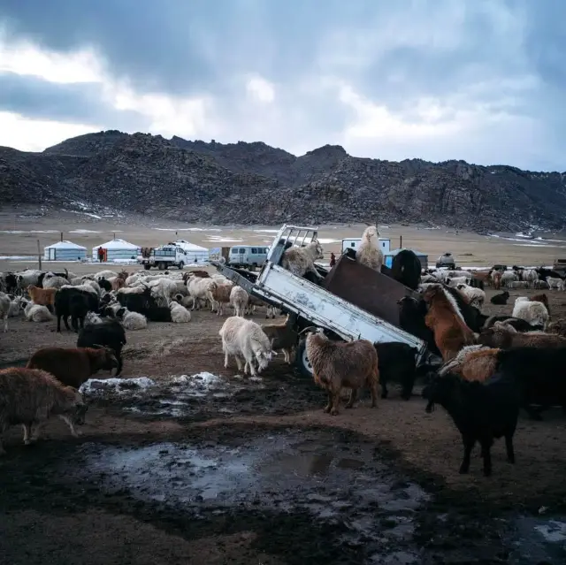 蒙古的大自然 蒙古草原