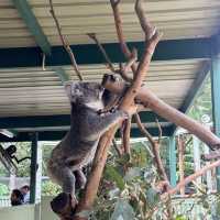 悉尼親親無尾熊🐨親親袋鼠🦘（費瑟戴爾野生動物園）