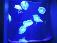 【沖繩美麗海水族館】與鯨鯊玩遊戲