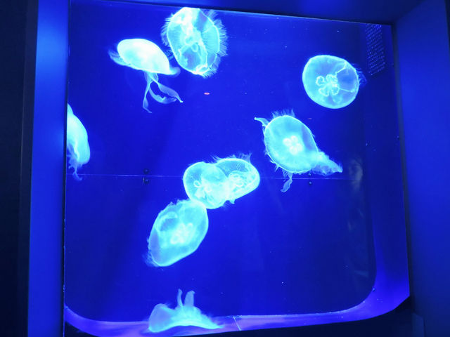 【沖繩美麗海水族館】與鯨鯊玩遊戲