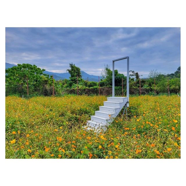 元朗新田「信芯園農莊」：四季花海、日本風情，適合攝影愛好者和親子遊客