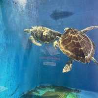 鶴岡駅からバスで40分！『加茂水族館』でクラゲを見る🪼