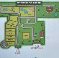 📍 Siberia Tiger Park 黑龙江·哈尔滨|东北虎林园  สถานที่ท่องเที่