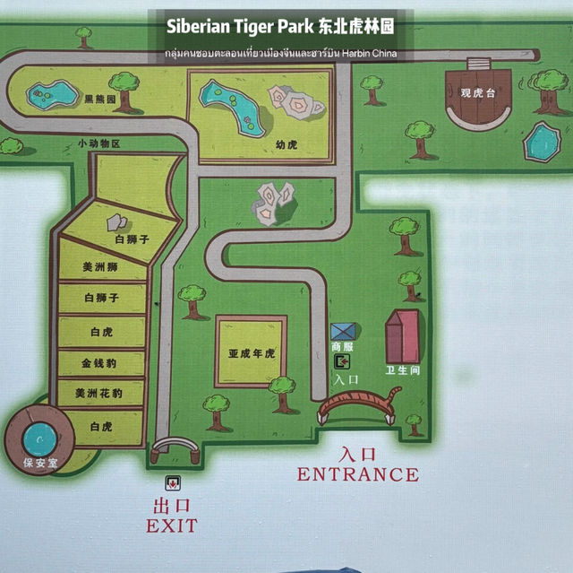 📍 Siberia Tiger Park 黑龙江·哈尔滨|东北虎林园  สถานที่ท่องเที่