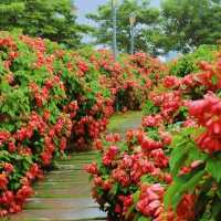 深圳-流花山公園 賞花遊