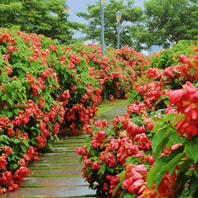 深圳-流花山公園 賞花遊
