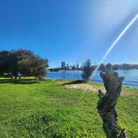 A Tranquil Escape with Kangaroos