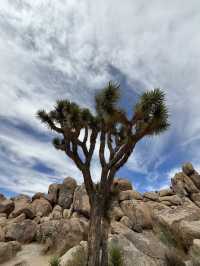 Joshua Tree National Park