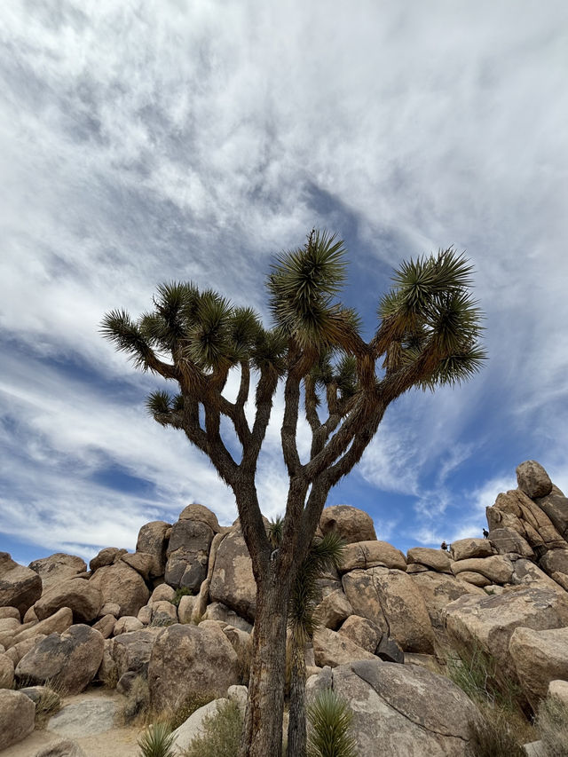 Joshua Tree National Park