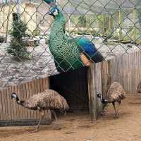 可愛動物園