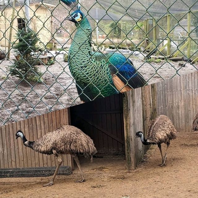 可愛動物園