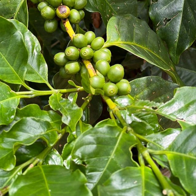 ไร่กาแฟครอบครัวมะ ปางขอน