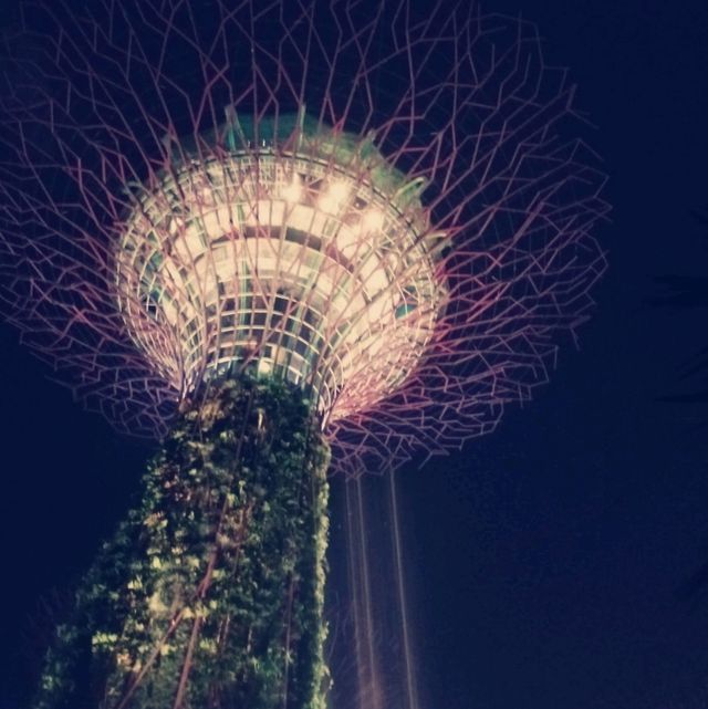 Gardens by the Bay ：白日綠意與夜晚燈光的完美結合