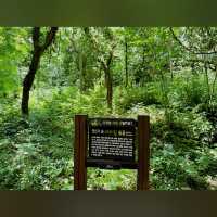 Bijarim Forest