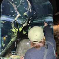 ケアンズ水族館