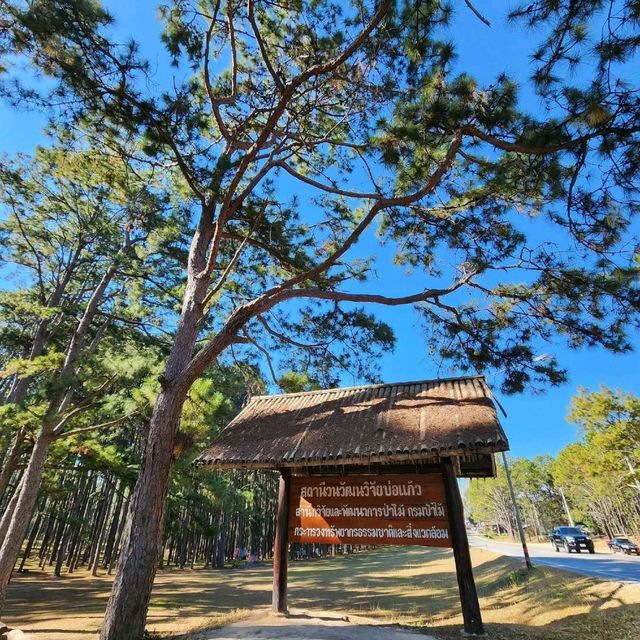 สถานีวนวัฒนวิจัยบ่อแก้ว เชียงใหม่ 🌲🌲