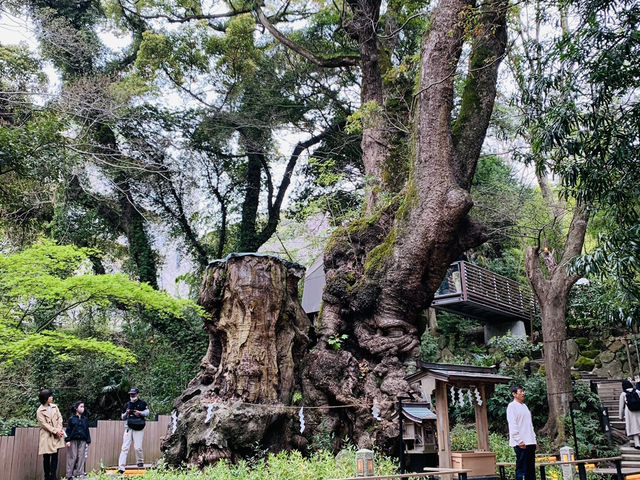 熱海観光　来宮神社