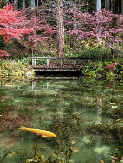 最新】モネの池 - チケット、営業時間、口コミ、写真 [2025年