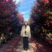 미리 준비하는 겨울 제주 동백 포토존, 허브동산 🌺