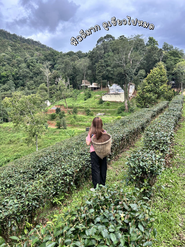 เที่ยวไร่ชาลุงเดชหน้าฝน🌱🌧️