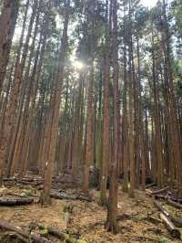 가을에 가장 멋진 제주도 비밀의 숲, 누구나 반할 거예요.