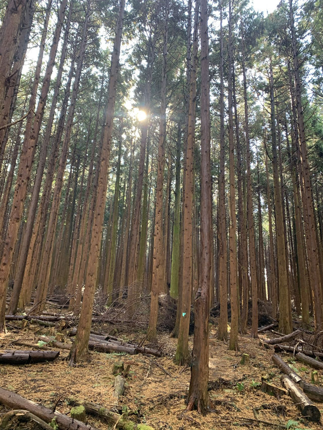 가을에 가장 멋진 제주도 비밀의 숲, 누구나 반할 거예요.
