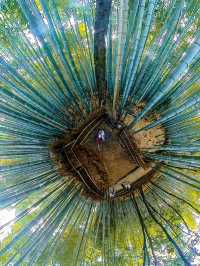 Arashiyama Bamboo Forest