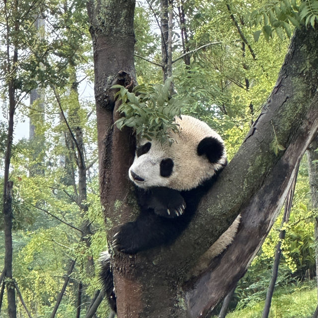   A Day in Panda Paradise: Exploring Chengdu Research Base