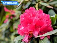 墨爾本賞花-南半球百花綻放的皇家植物園