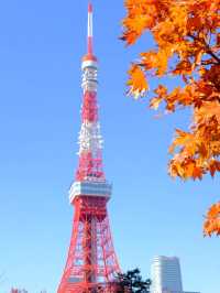 東京賞楓秘境🍁：芝公園！遠眺東京鐵塔🗼最佳位置！ 