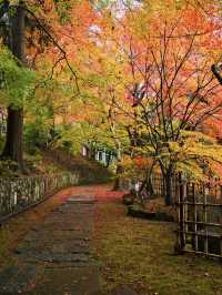 【ここ行って】紅葉の道が美しい✨奈良時代開創の無料で楽しめる紅葉スポット🍁