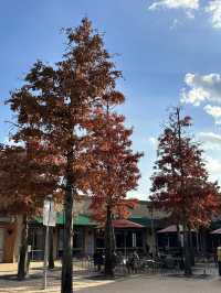 🍂 단풍으로 물든 여주의 풍경 🌳 가을 나들이 가기 좋은 여행지 추천 🧡
