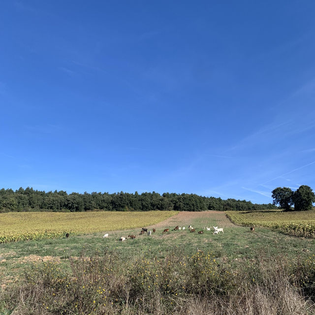 朝聖之路 Camino De Santiago 