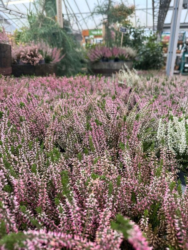 柯芬園（科文特花園）：休閒的花園之旅