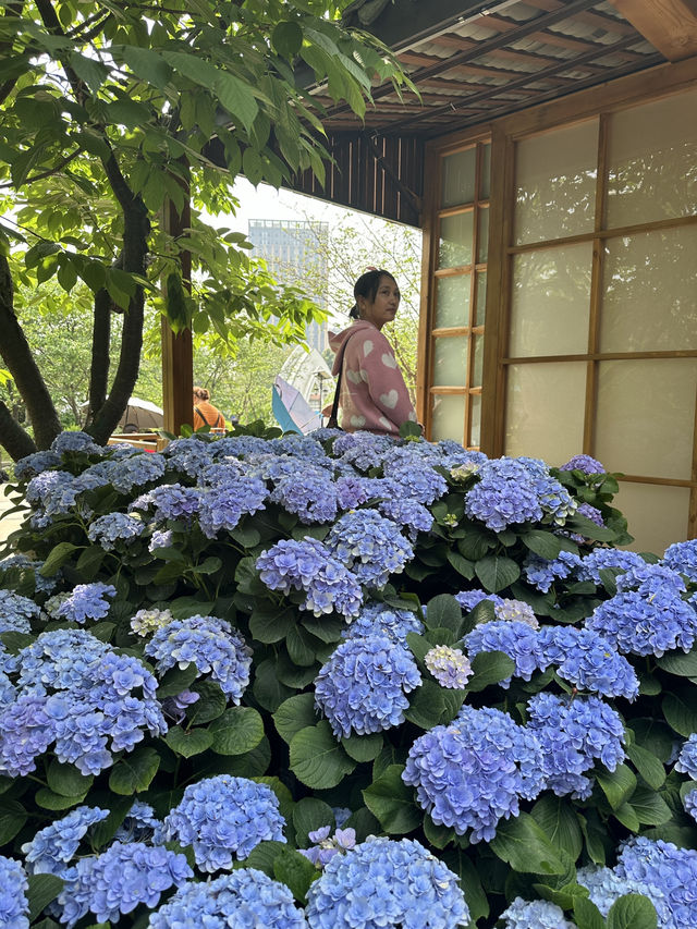 เที่ยวสวนไฮเดรนเยียในเมืองเฉิงตู 📸