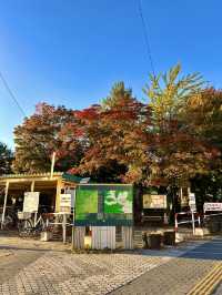 Autumn Colors in Sapporo 🍂🍁