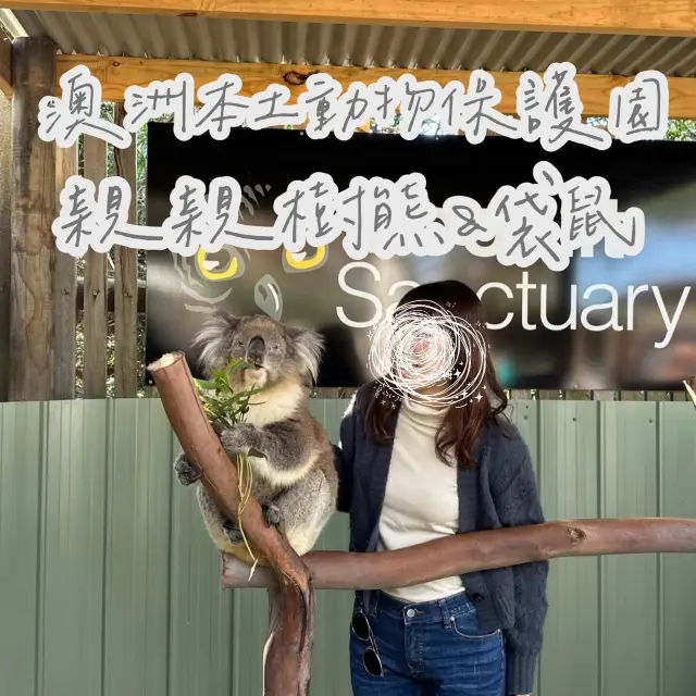墨爾本親親樹熊合照🐨💖 
