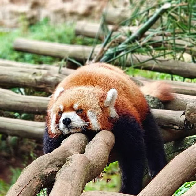 綠山動物園：與野生動物接觸 🦁🌳