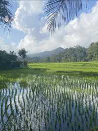 バリ島の棚田🇮🇩を目の前で見てきました！絶景の棚田景色をみなさんにおすそ分けです🎵