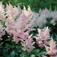 ～英彥山花園～鳥語花香花園～