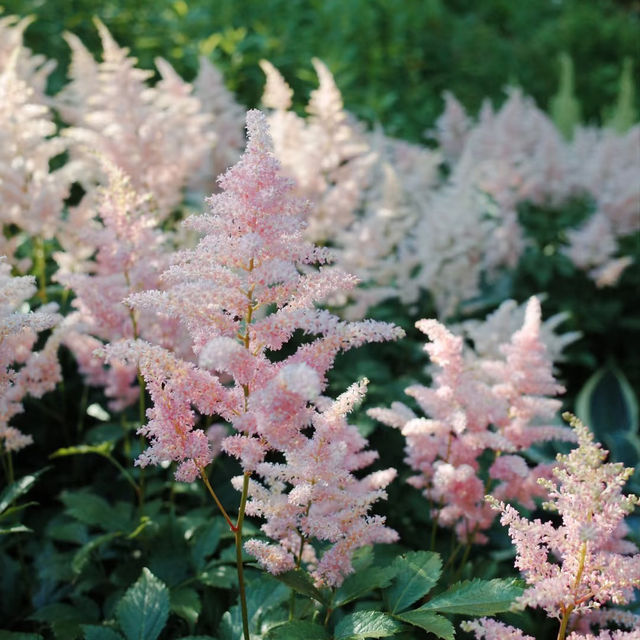 ～英彥山花園～鳥語花香花園～