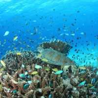 Diving in Philippines