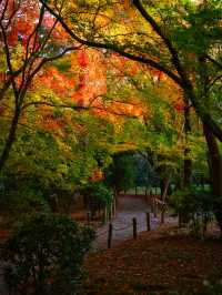 【紅葉特集】世界文化遺産の石庭以外も素敵すぎる✨見応えありの紅葉スポット🍁