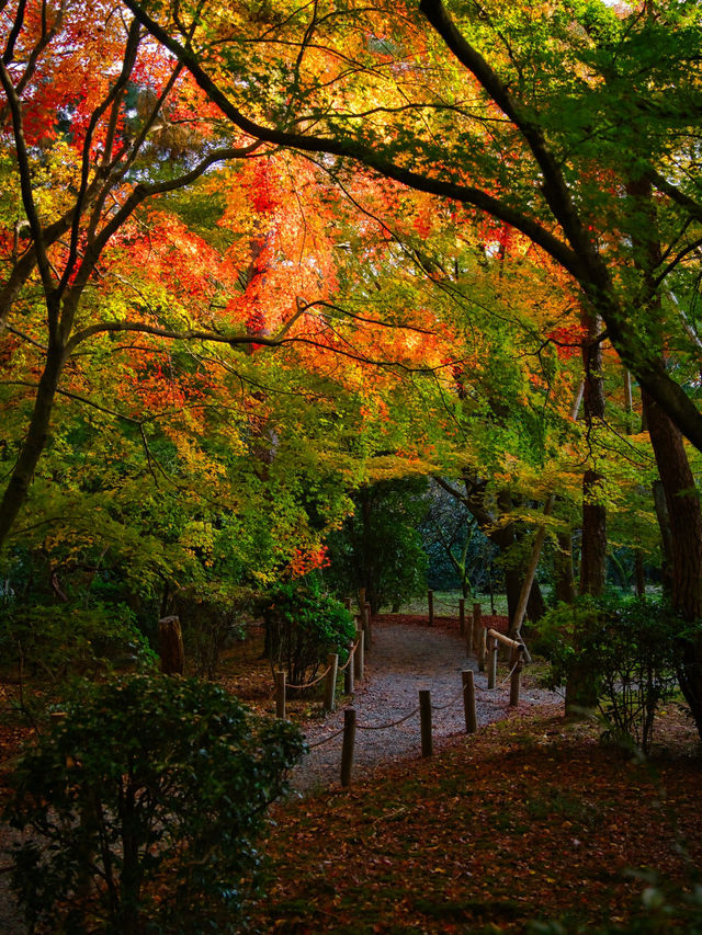 【紅葉特集】世界文化遺産の石庭以外も素敵すぎる✨見応えありの紅葉スポット🍁