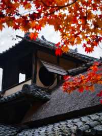 【紅葉特集】緑・黄・橙・赤のコントラストがすごい‼️日本初のあれがあるスポット🍁