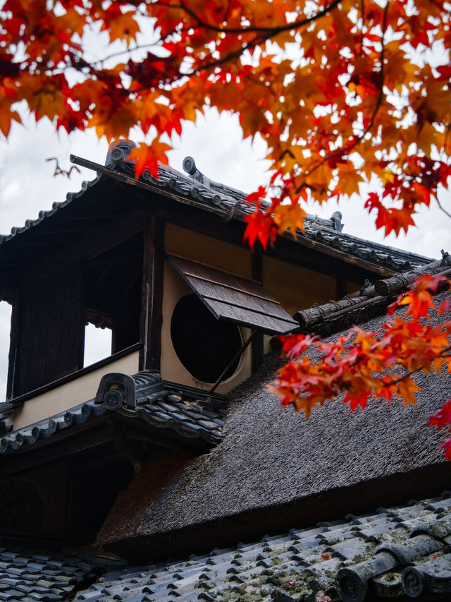 【紅葉特集】緑・黄・橙・赤のコントラストがすごい‼️日本初のあれがあるスポット🍁