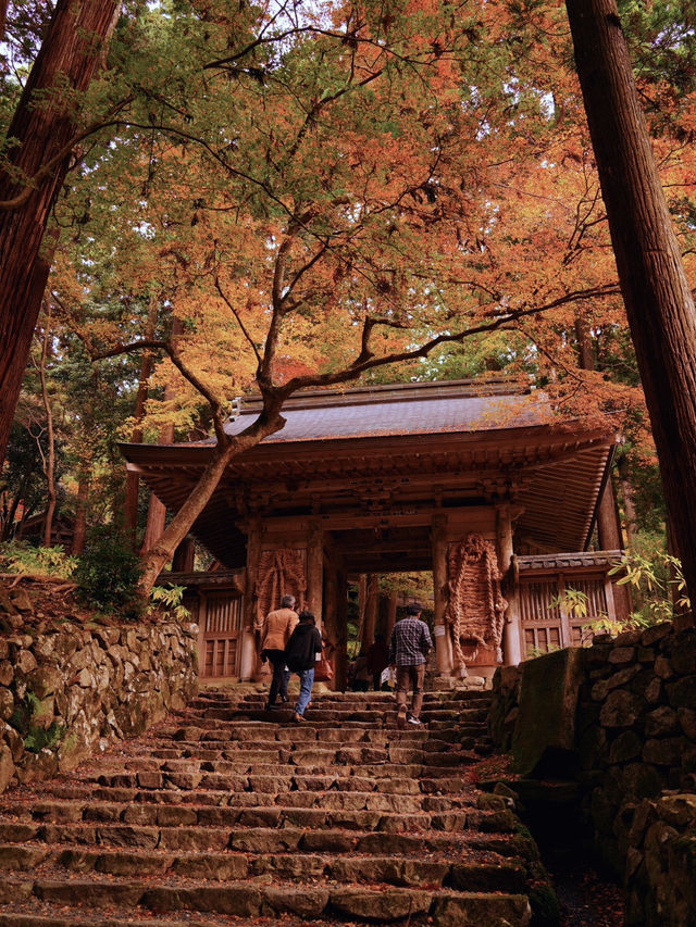 【ここ行って】紅葉見頃終盤がおすすめ🍁敷きモミジでレッドカーペットが作られる紅葉スポット✨