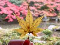 【京都】庭園のある絶景紅葉の穴場スポット