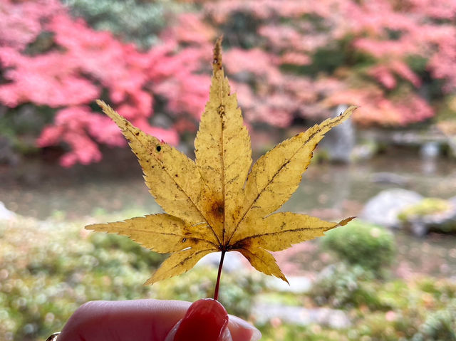 【京都】庭園のある絶景紅葉の穴場スポット